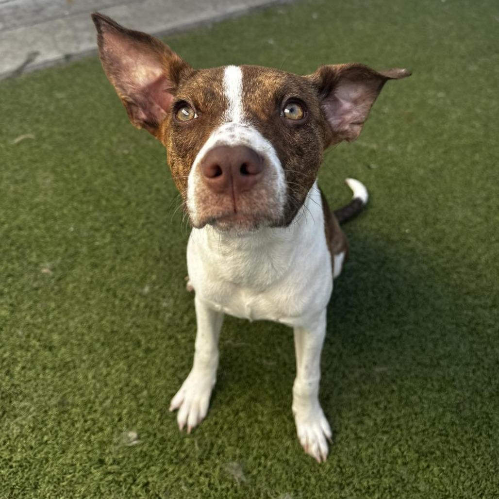 Olivia, a Adoptable mixed breed image 1/2