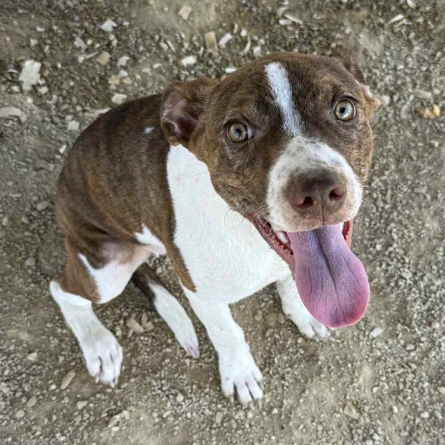 Olivia, a Adoptable mixed breed image 2/2