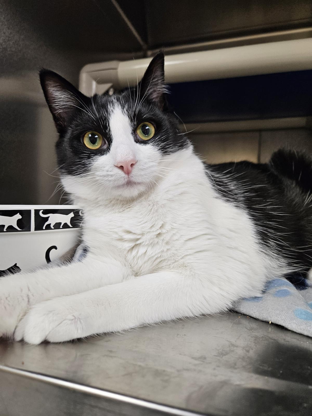 Maisie, Adoptable, Young Female Domestic Short Hair.