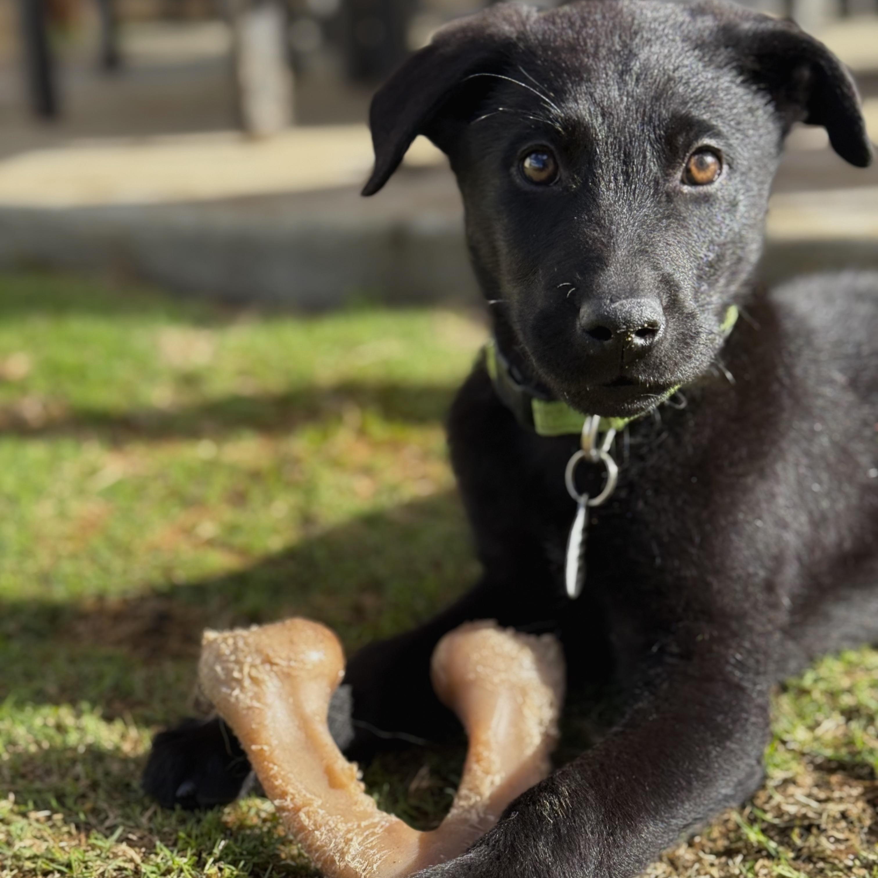 Cranberry, a ADOPTABLE Labrador Retriever in Sun Valley, CA image 3/6