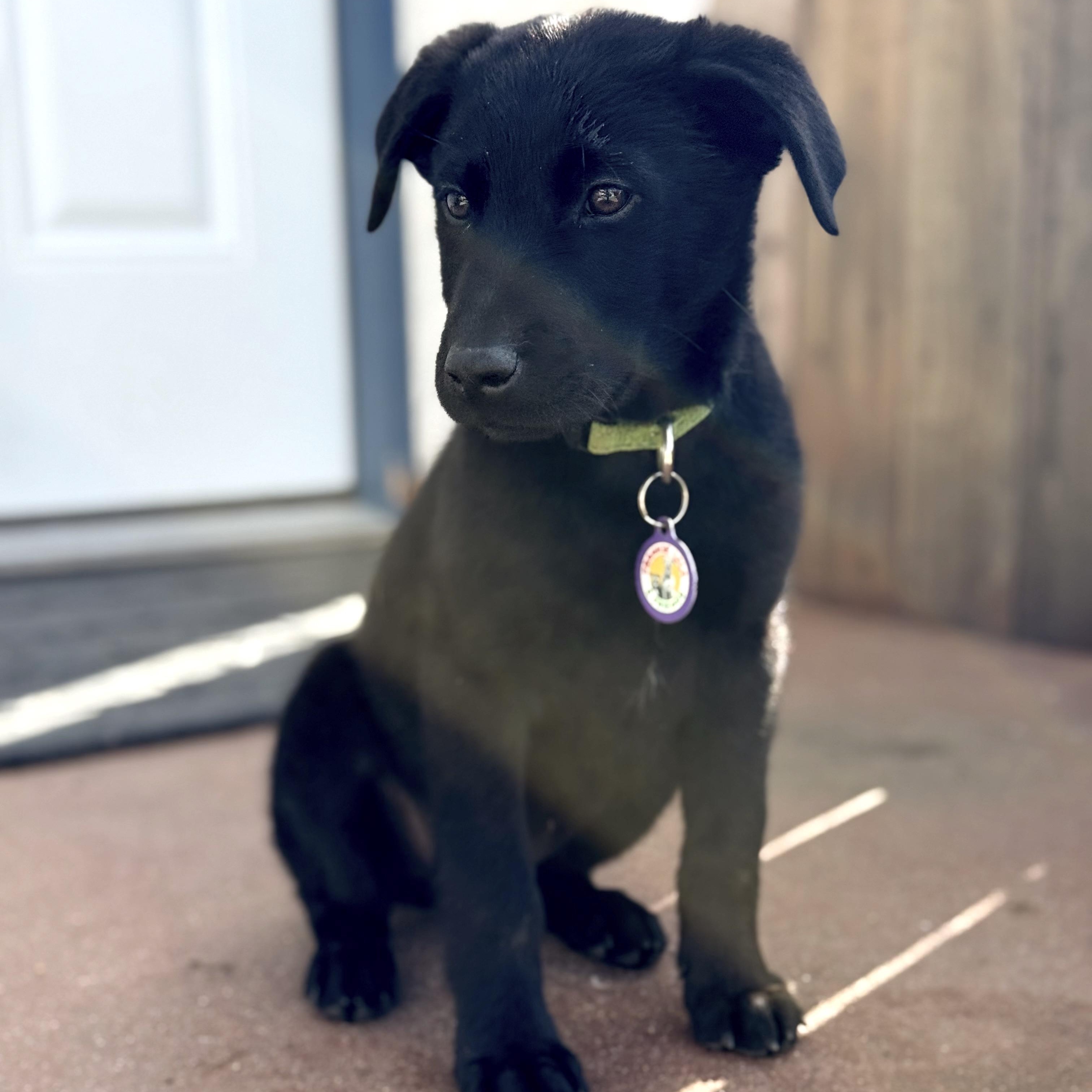 Cranberry, a ADOPTABLE Labrador Retriever in Sun Valley, CA image 1/6