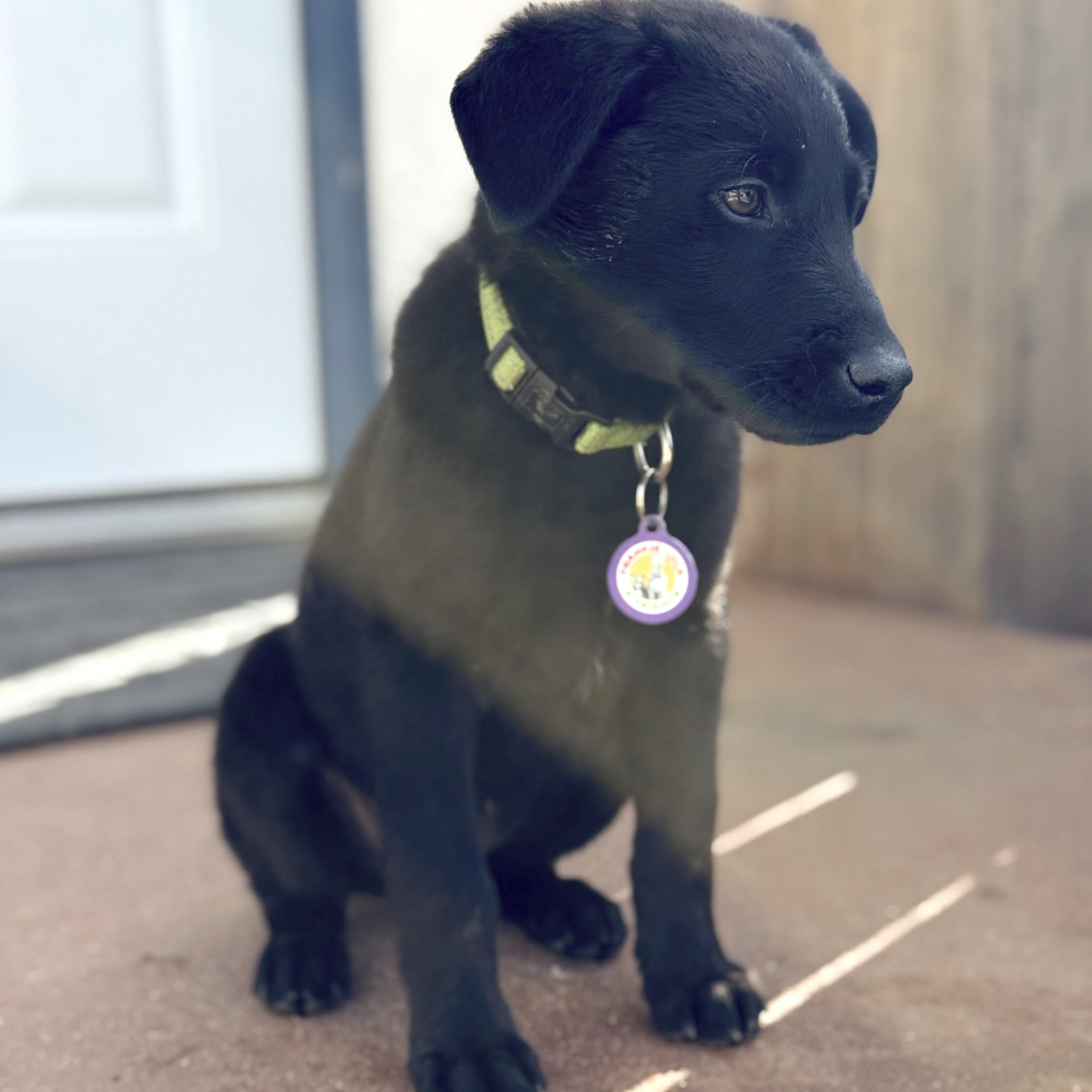 Cranberry, a ADOPTABLE Labrador Retriever in Sun Valley, CA image 2/6