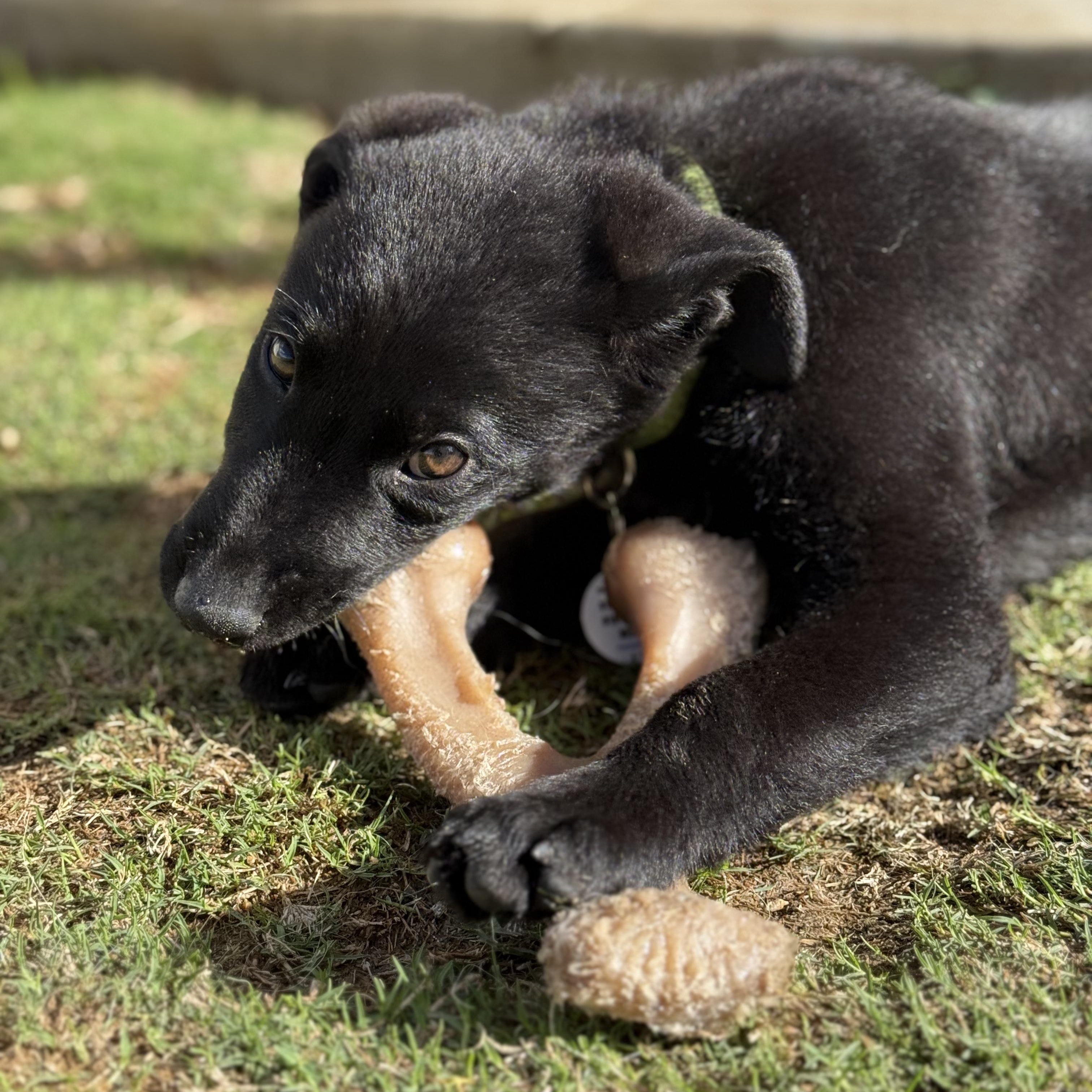 Cranberry, a ADOPTABLE Labrador Retriever in Sun Valley, CA image 5/6