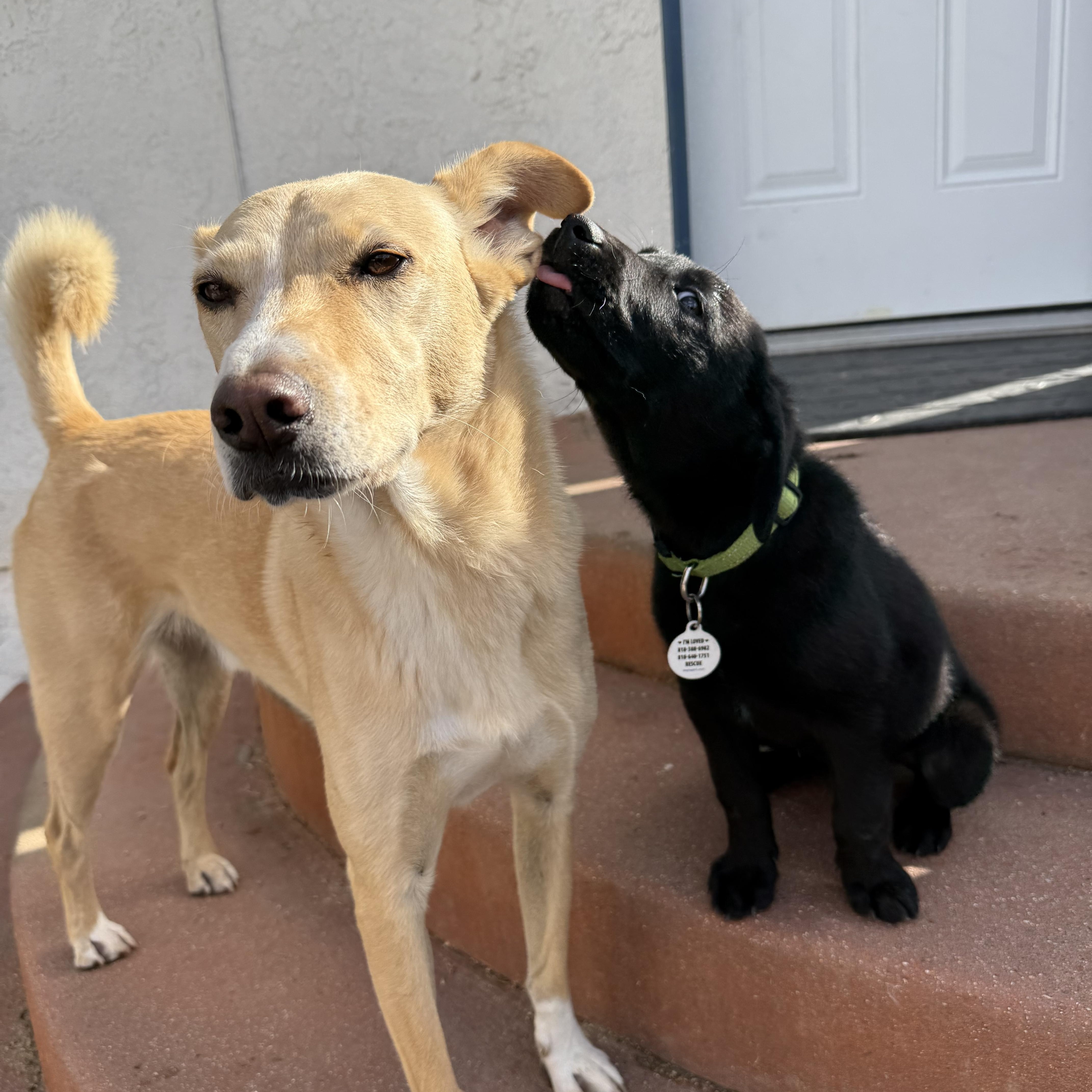 Cranberry, a ADOPTABLE Labrador Retriever in Sun Valley, CA image 4/6
