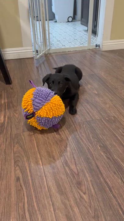 Enlarge Cranberry, a ADOPTABLE Labrador Retriever in Sun Valley, CA video 6/6