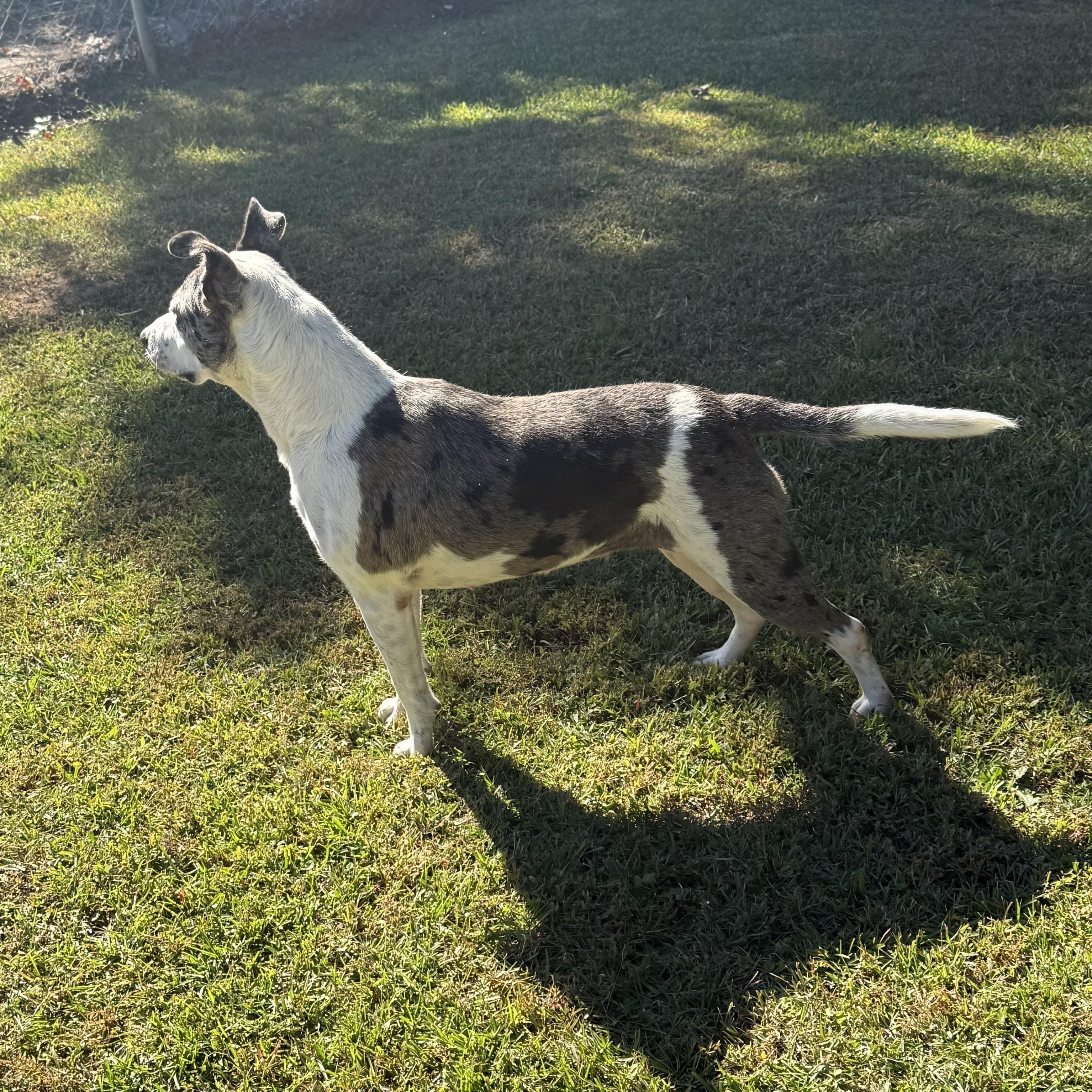 Indy 11897, a Adoptable mixed breed in Elberton, GA image 3/5