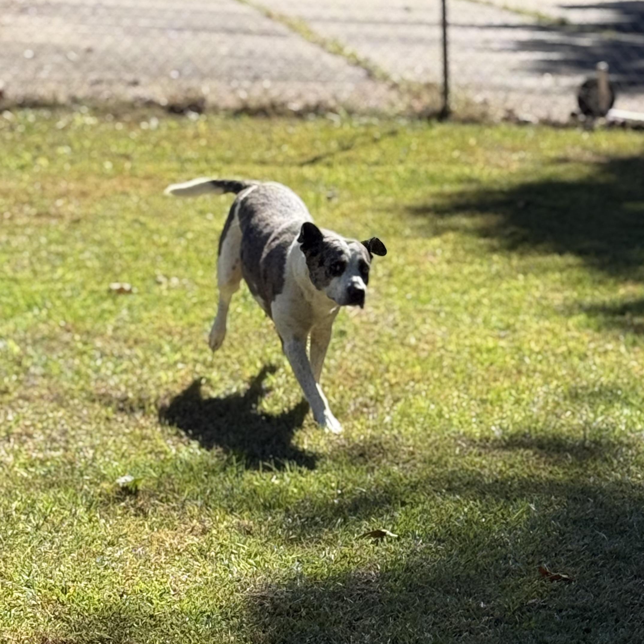 Indy 11897, a Adoptable mixed breed in Elberton, GA image 5/5