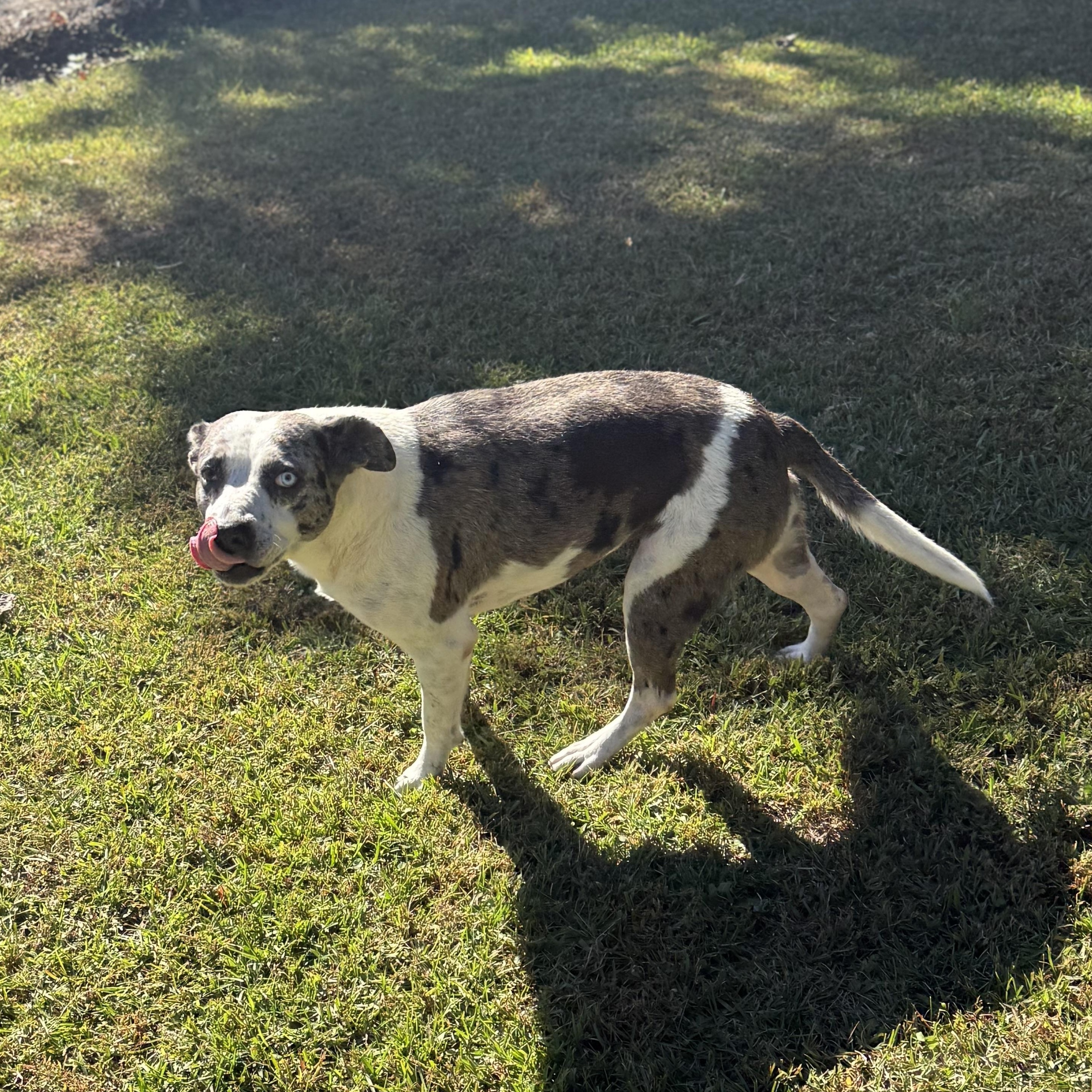 Indy 11897, a Adoptable mixed breed in Elberton, GA image 4/5