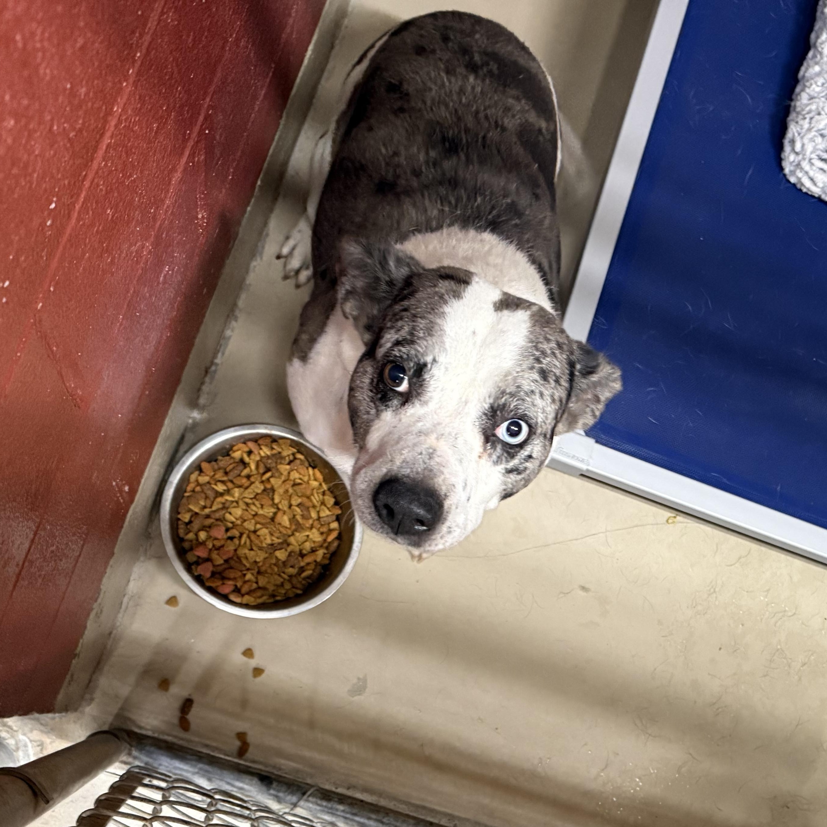 Indy 11897, a Adoptable mixed breed in Elberton, GA image 2/5