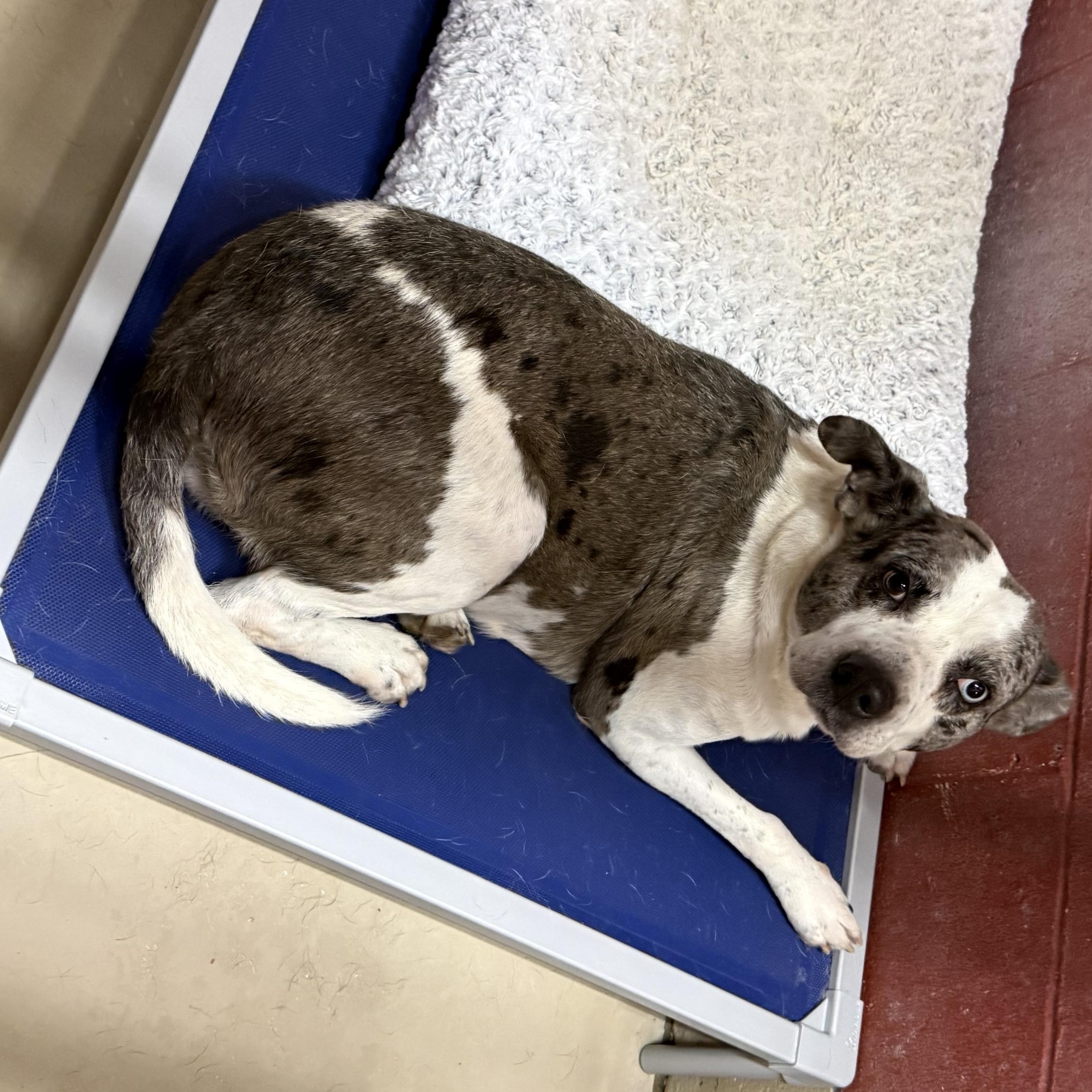 Indy 11897, a Adoptable mixed breed in Elberton, GA image 1/5