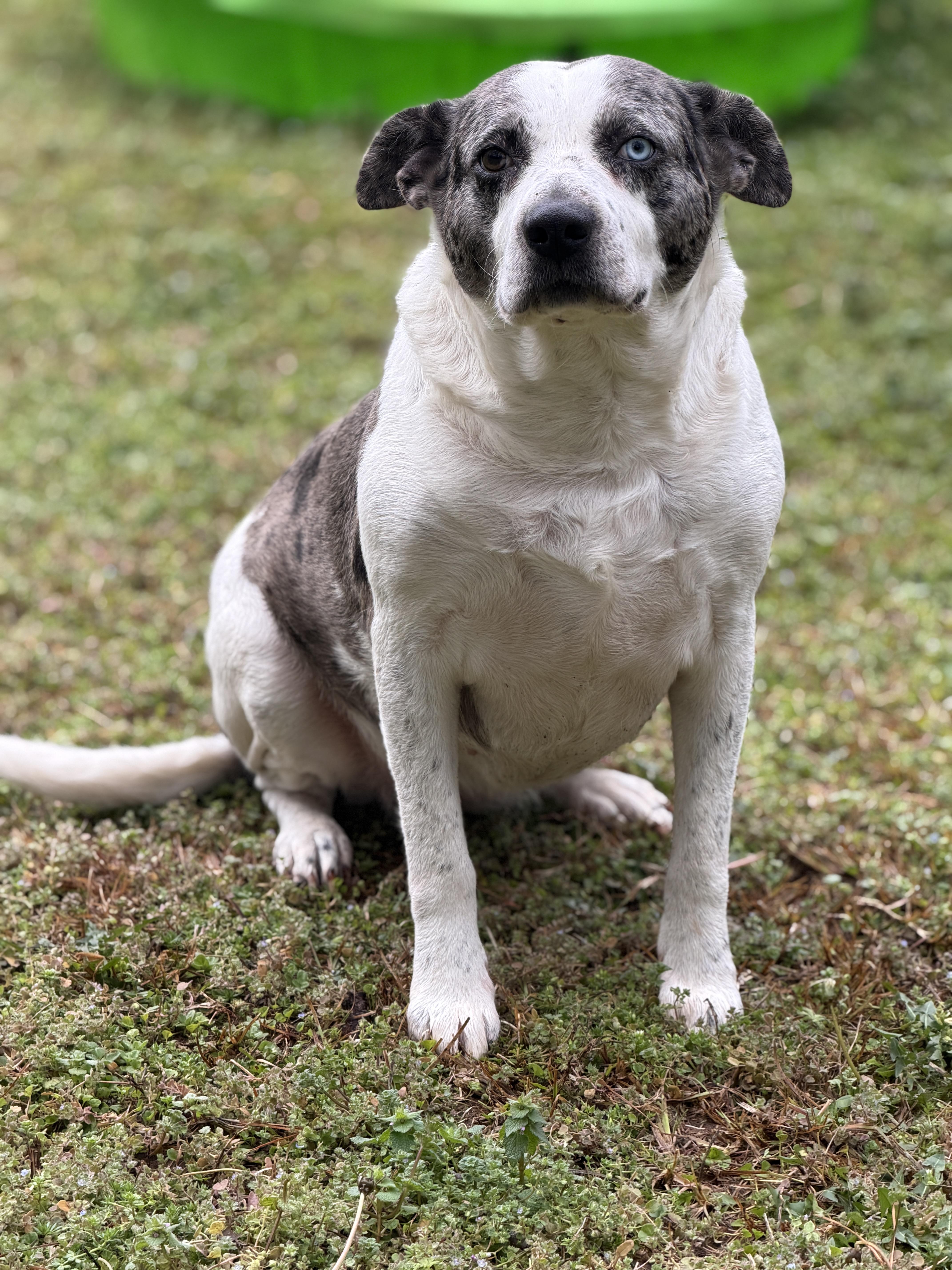 Enlarge Indy 11897, a Adoptable mixed breed in Elberton, GA image 6/6