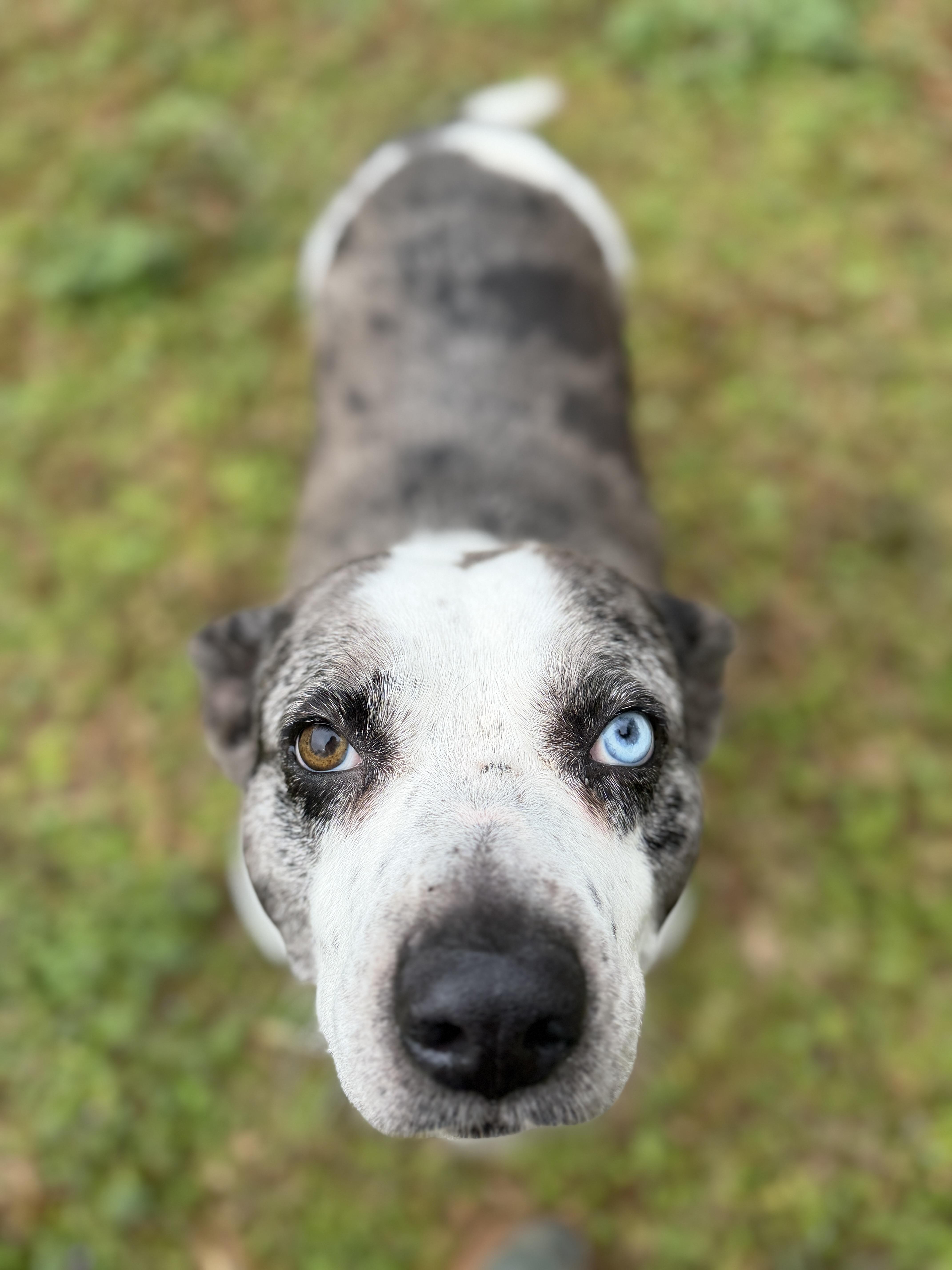 Indy 11897, Adoptable, Adult Female Mixed Breed.