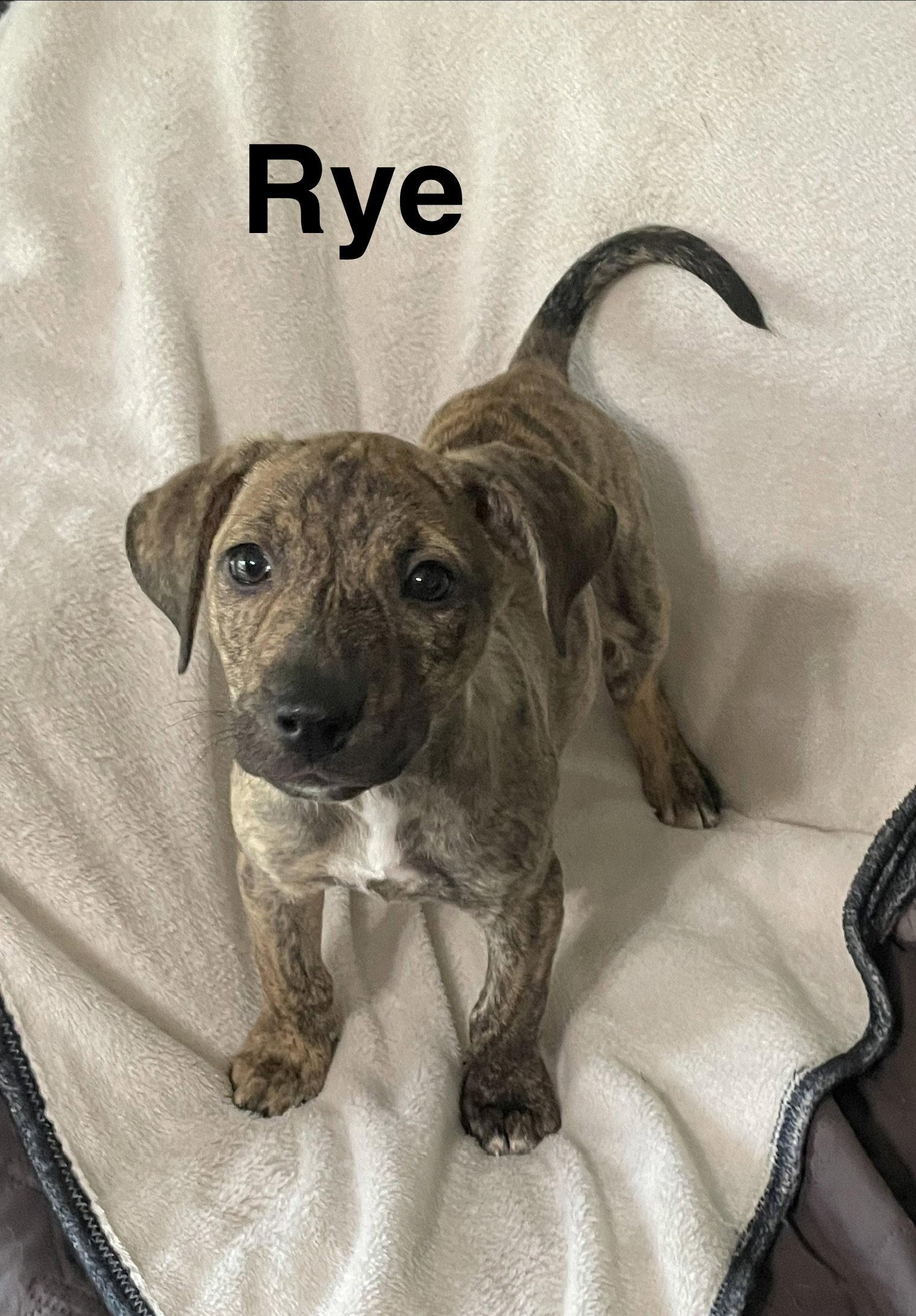 Rye, Adoptable, Puppy Male Mixed Breed.