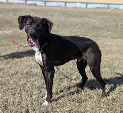 Zip, Adoptable, Adult Male German Shorthaired Pointer & Mixed Breed.