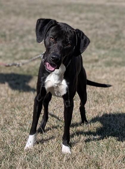 Zip, a Adoptable mixed breed in Hastings, NE image 2/3