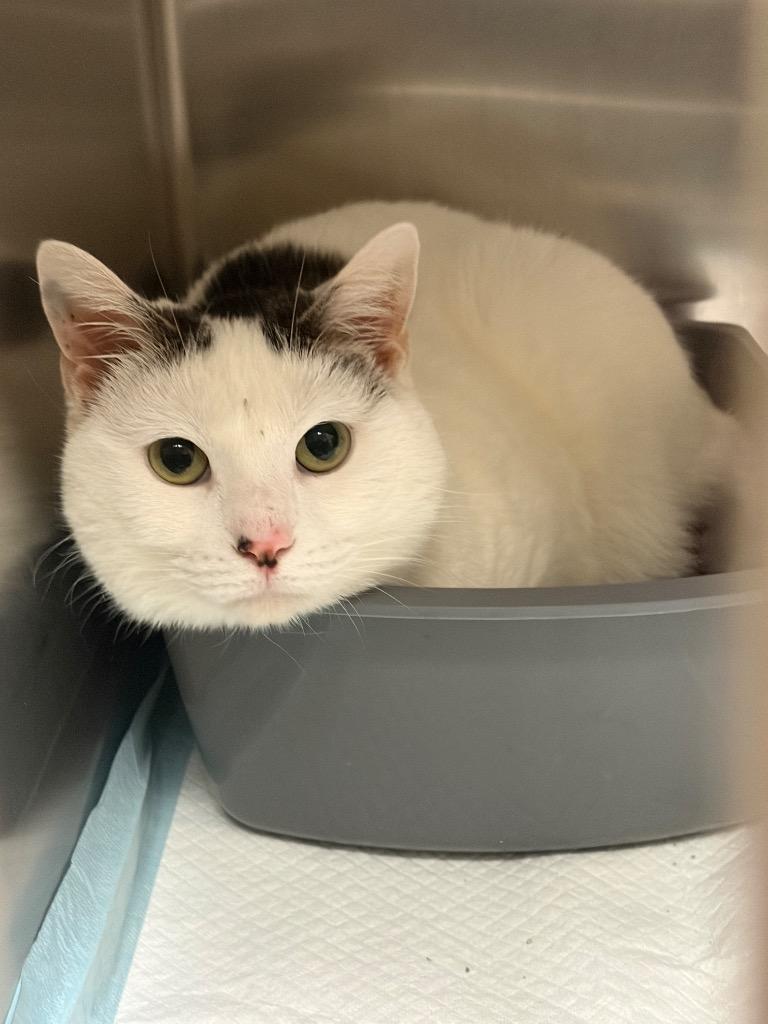 Enlarge RUE, a Adoptable mixed breed in Wintersville, OH image 1/3