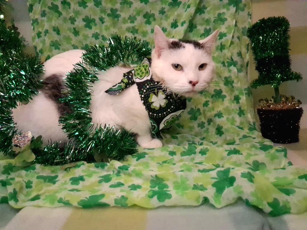 Enlarge RUE, a Adoptable mixed breed in Wintersville, OH image 2/3