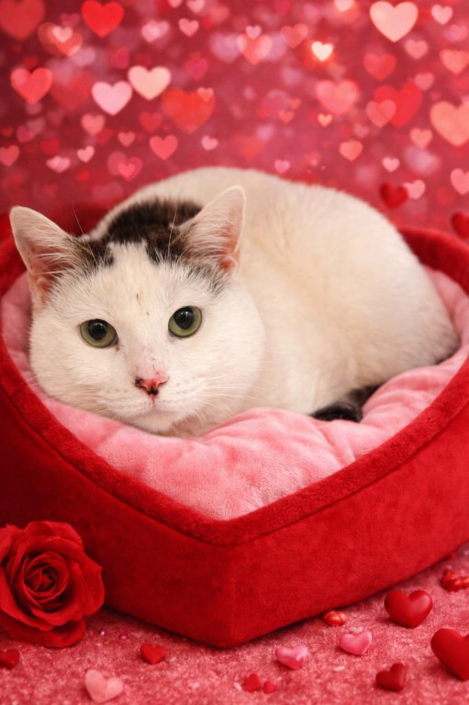 Enlarge RUE, a Adoptable mixed breed in Wintersville, OH image 3/3