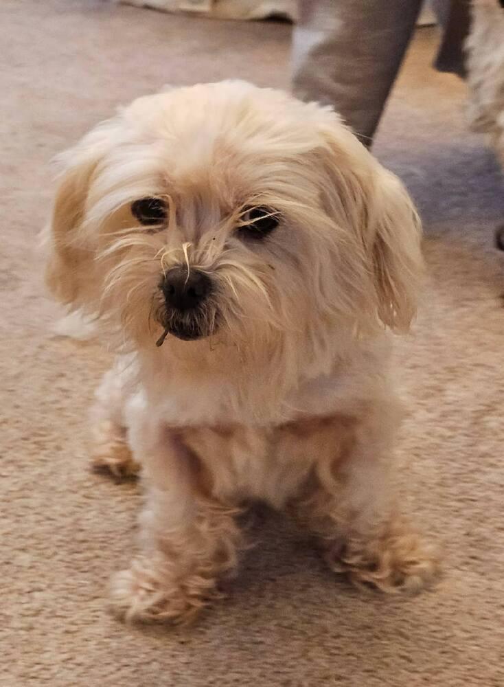 Enlarge Coco, a Adopted Maltese in Santa Rosa, CA image 1/1
