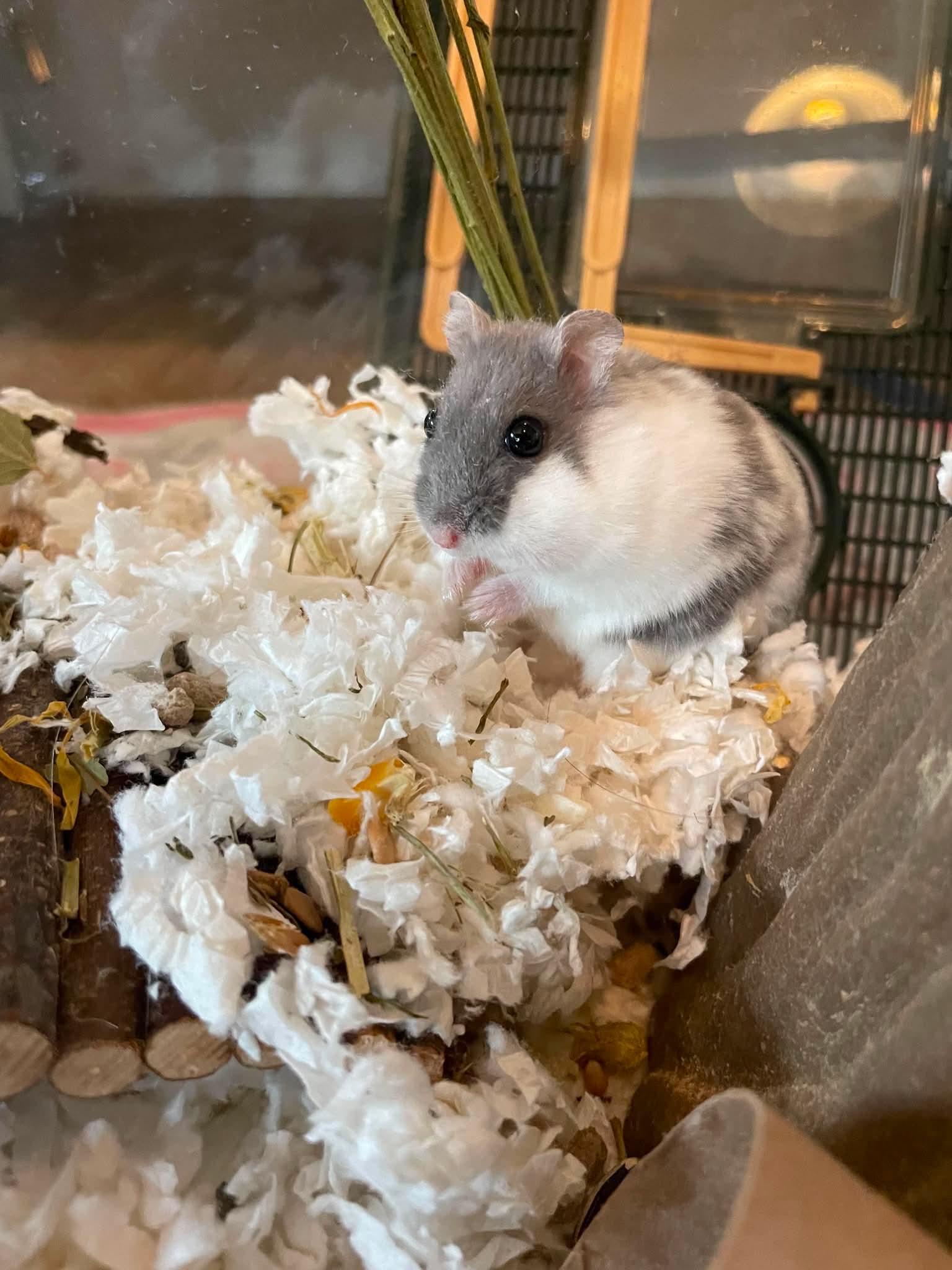 Beef, a ADOPTABLE Dwarf Hamster in Springfield, OR image 4/4