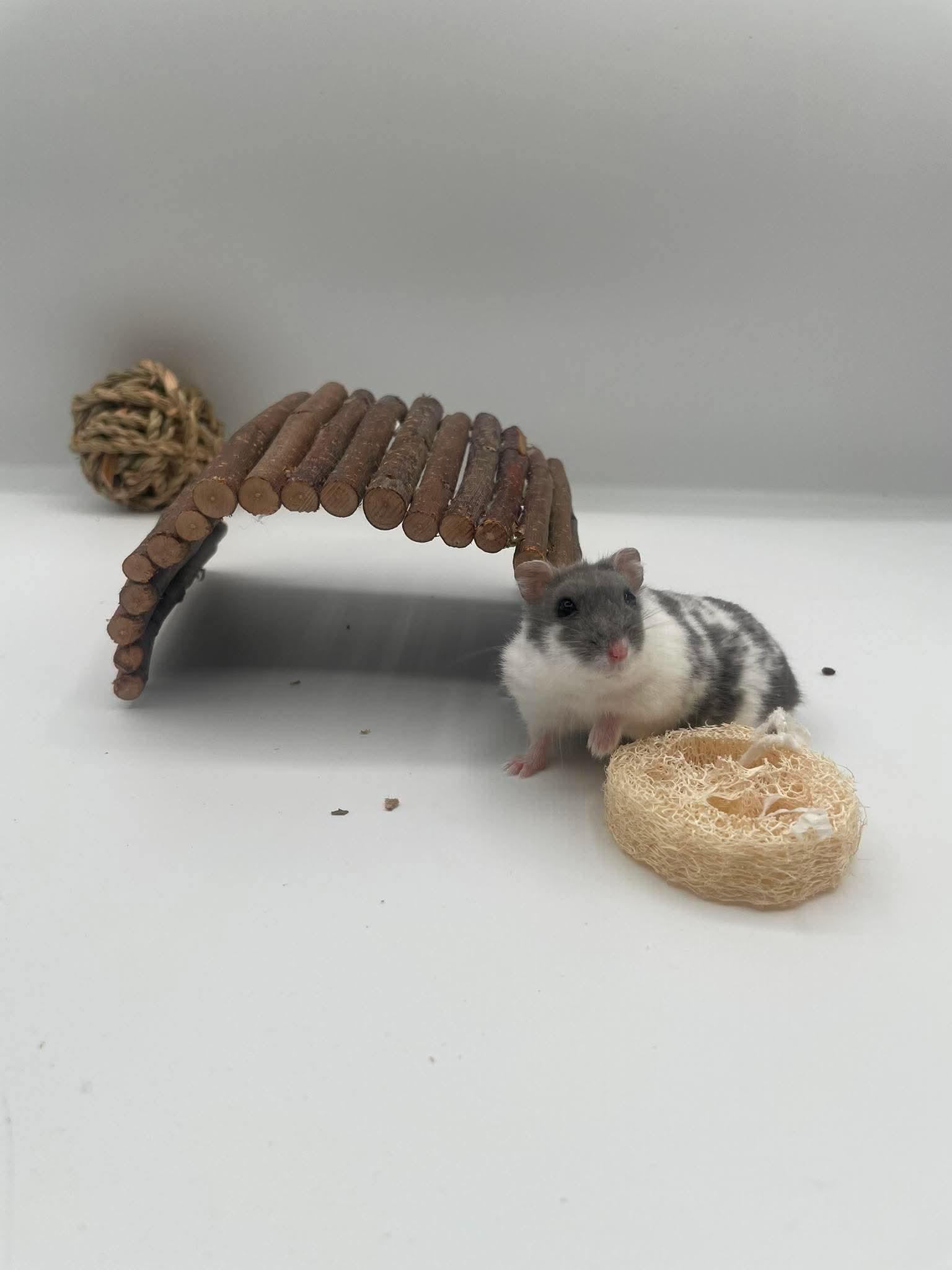 Beef, a ADOPTABLE Dwarf Hamster in Springfield, OR image 2/4
