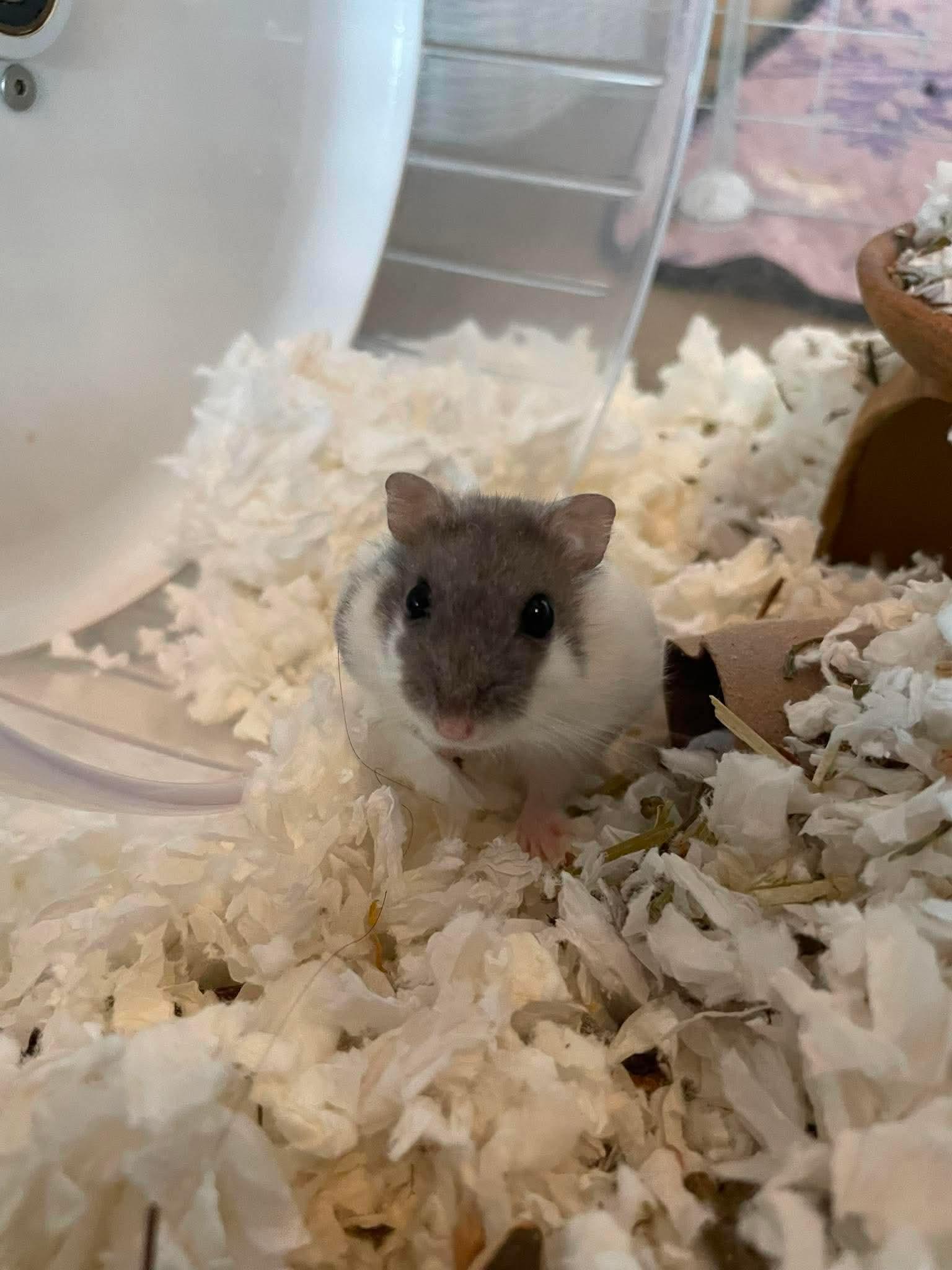 Beef, a ADOPTABLE Dwarf Hamster in Springfield, OR image 3/4
