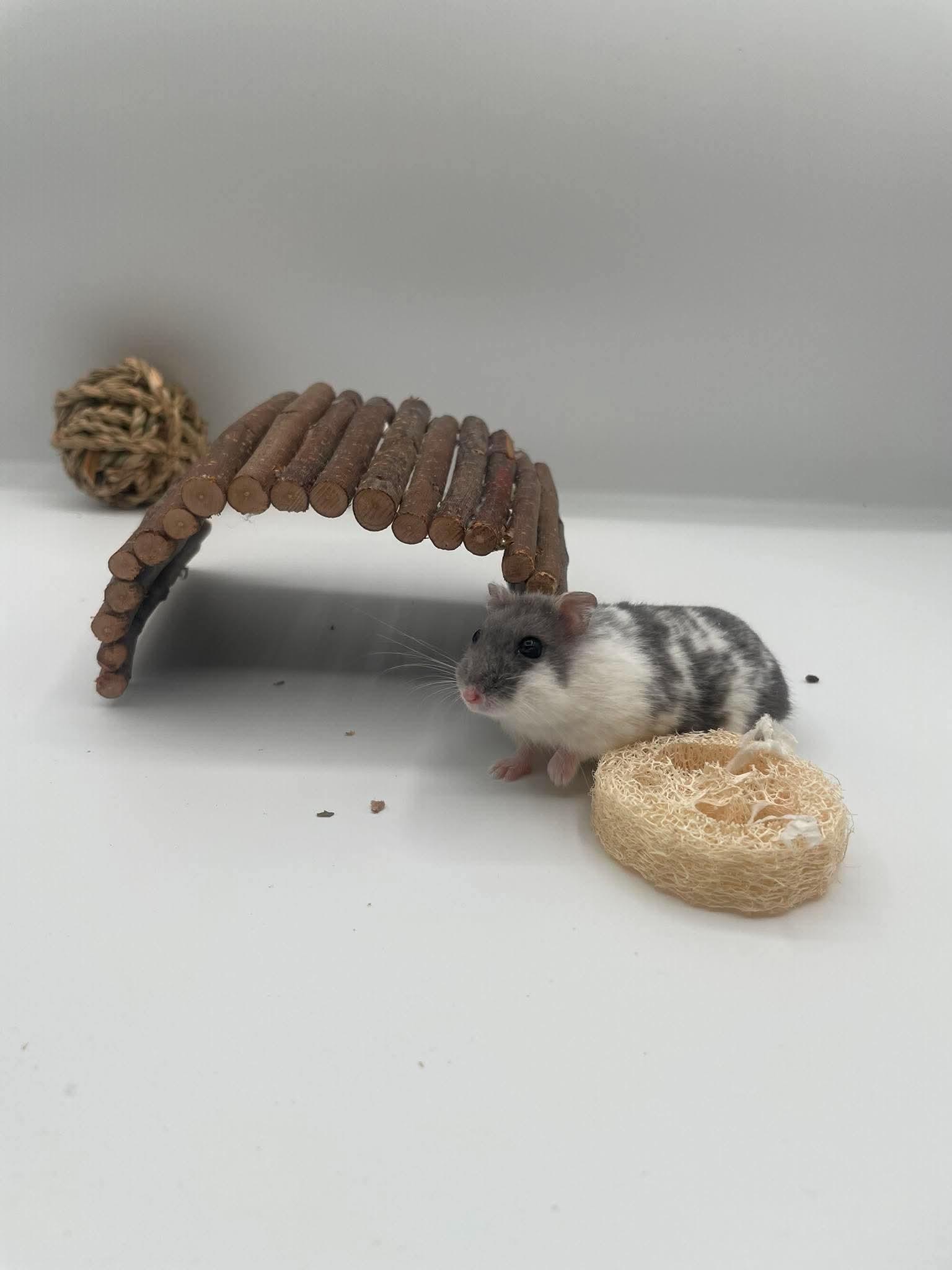 Beef, ADOPTABLE, Adult Male Dwarf Hamster.