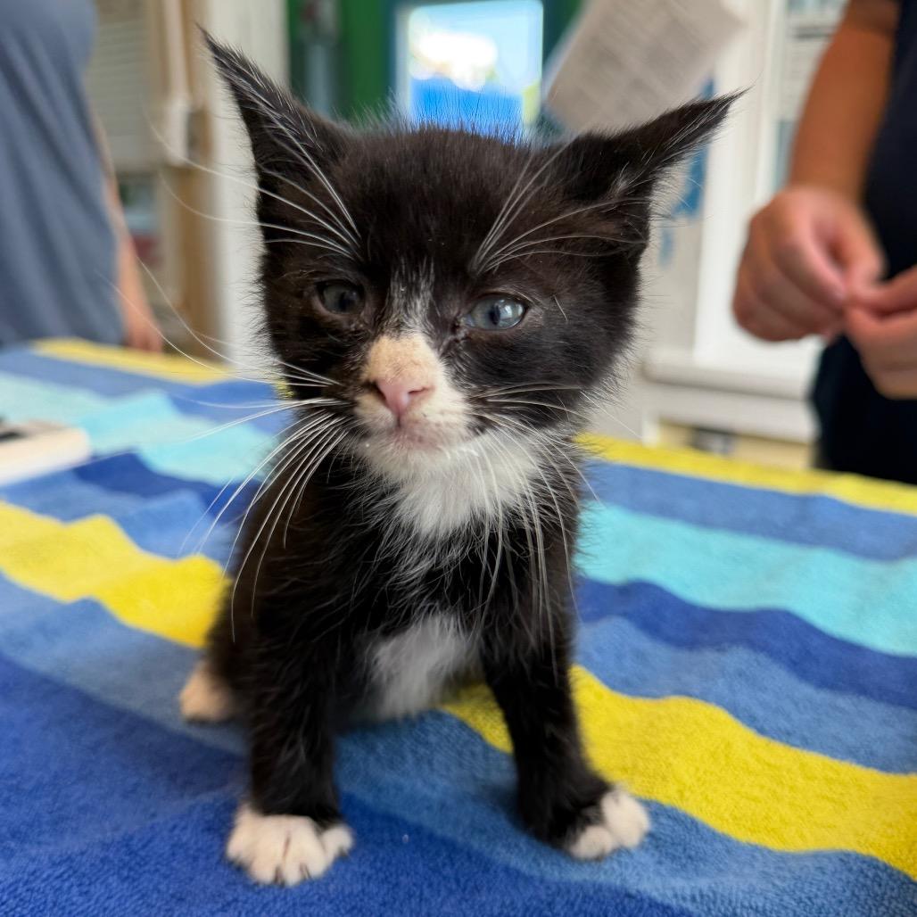 Skillet, Adoptable, Kitten Male Domestic Short Hair.