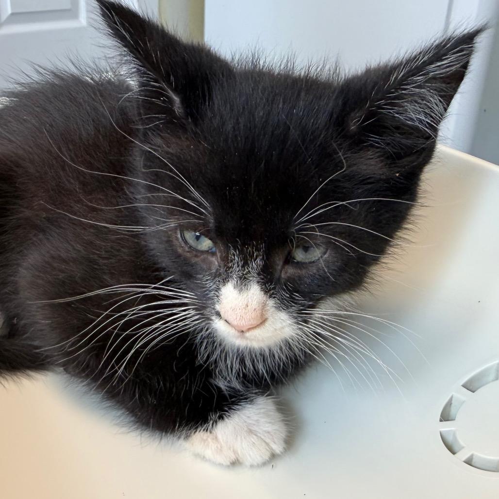 Enlarge Skillet, a Adoptable Domestic Short Hair in East Smithfield , PA image 2/2