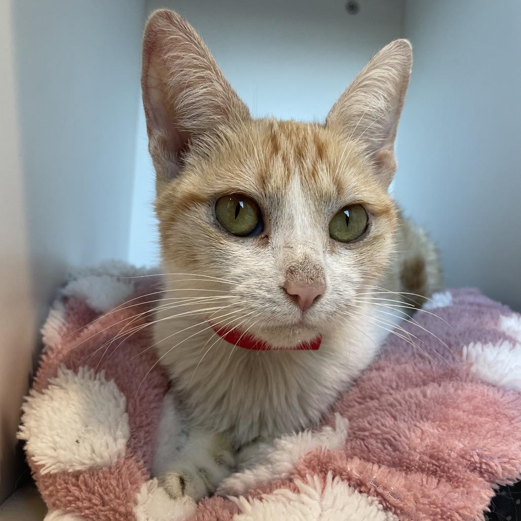 Momma, Adoptable, Young Female Domestic Short Hair.