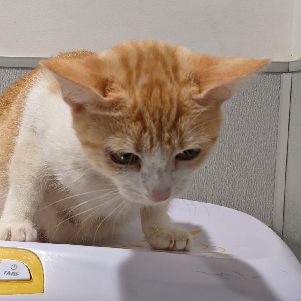 Enlarge Momma, a Adoptable Domestic Short Hair in Palm Springs, CA image 2/3