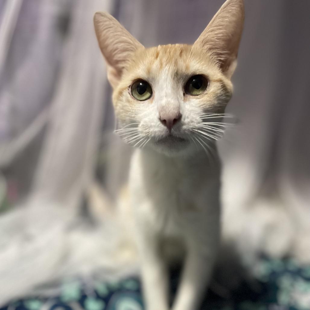 Enlarge Momma, a Adoptable Domestic Short Hair in Palm Springs, CA image 3/3