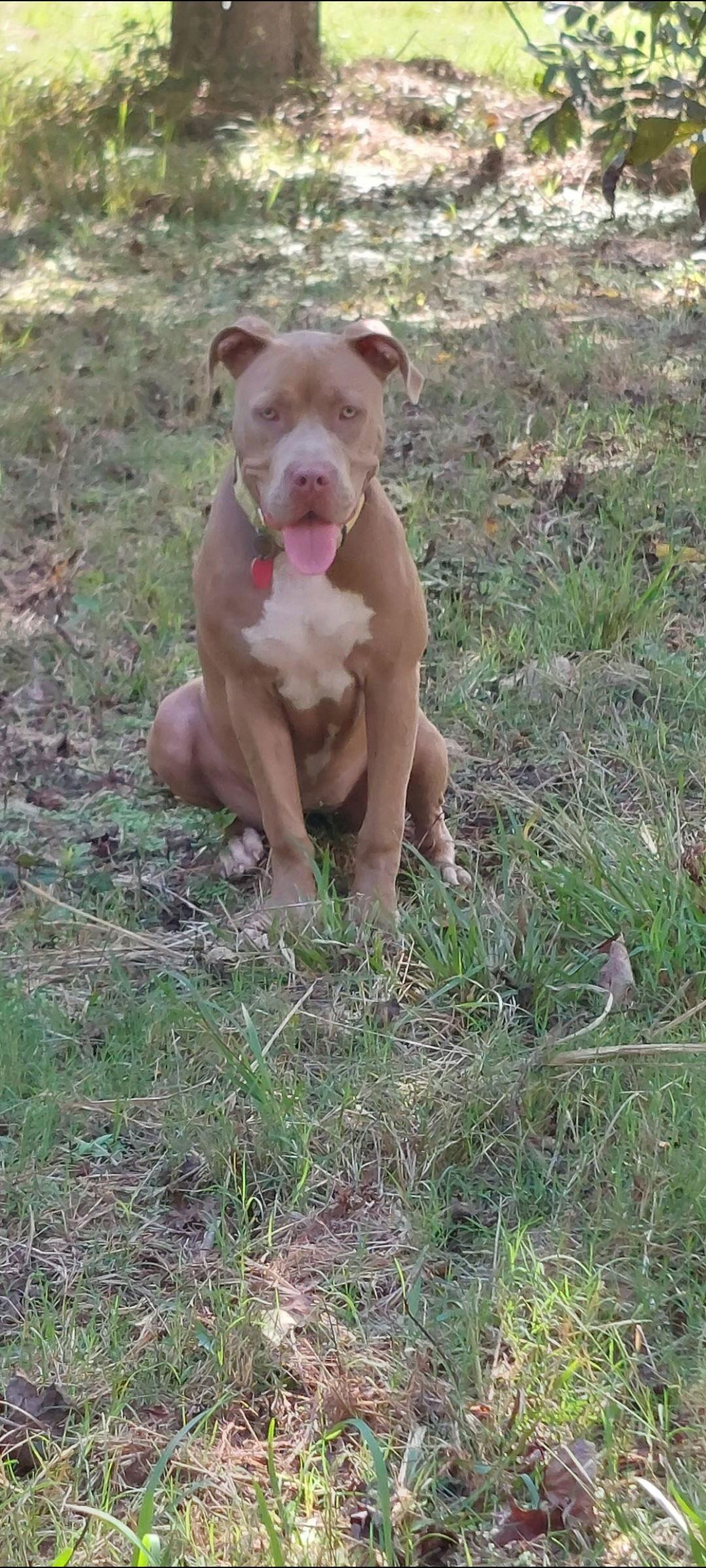 Thelma, Adopted, Adult Female Pit Bull Terrier.