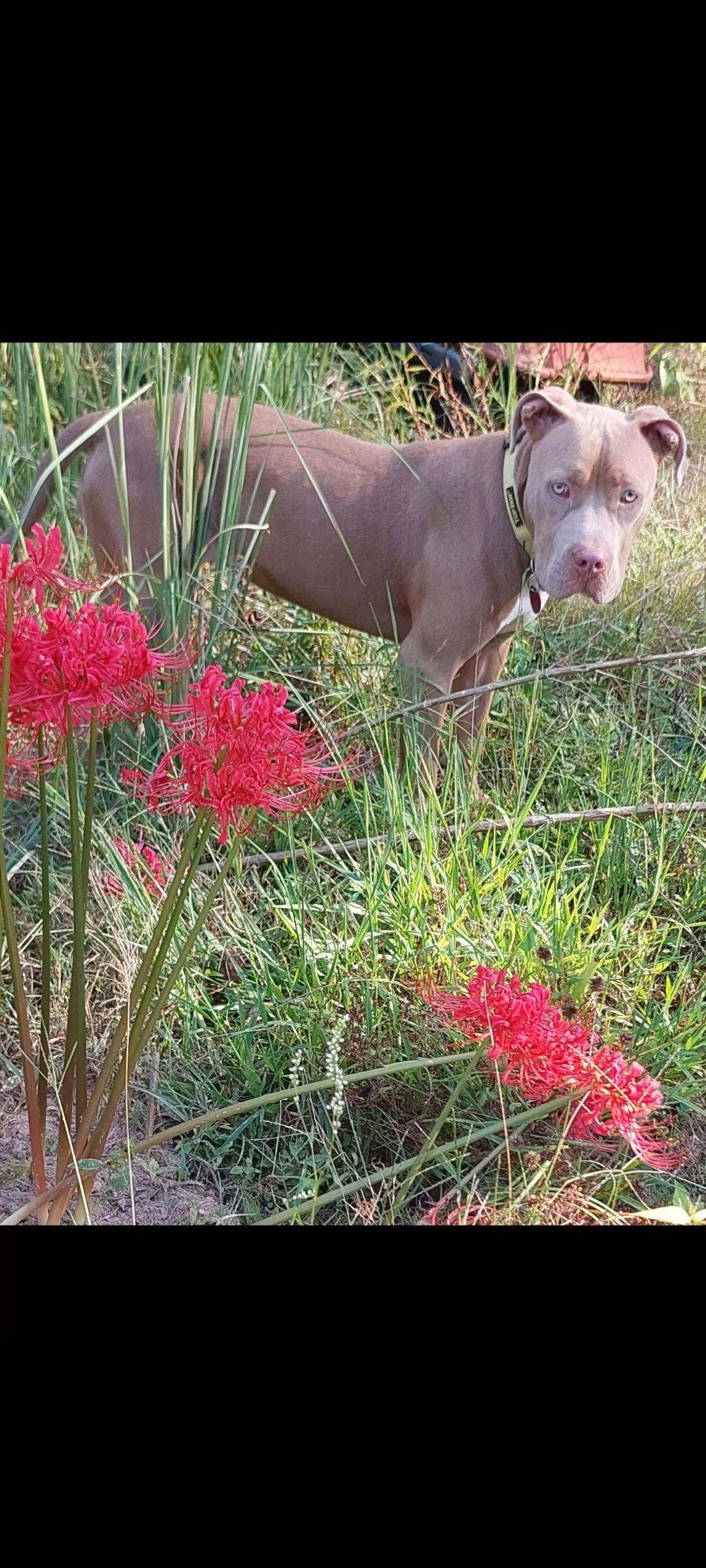 Thelma, a Adopted Pit Bull Terrier in Texarkana, TX image 2/3
