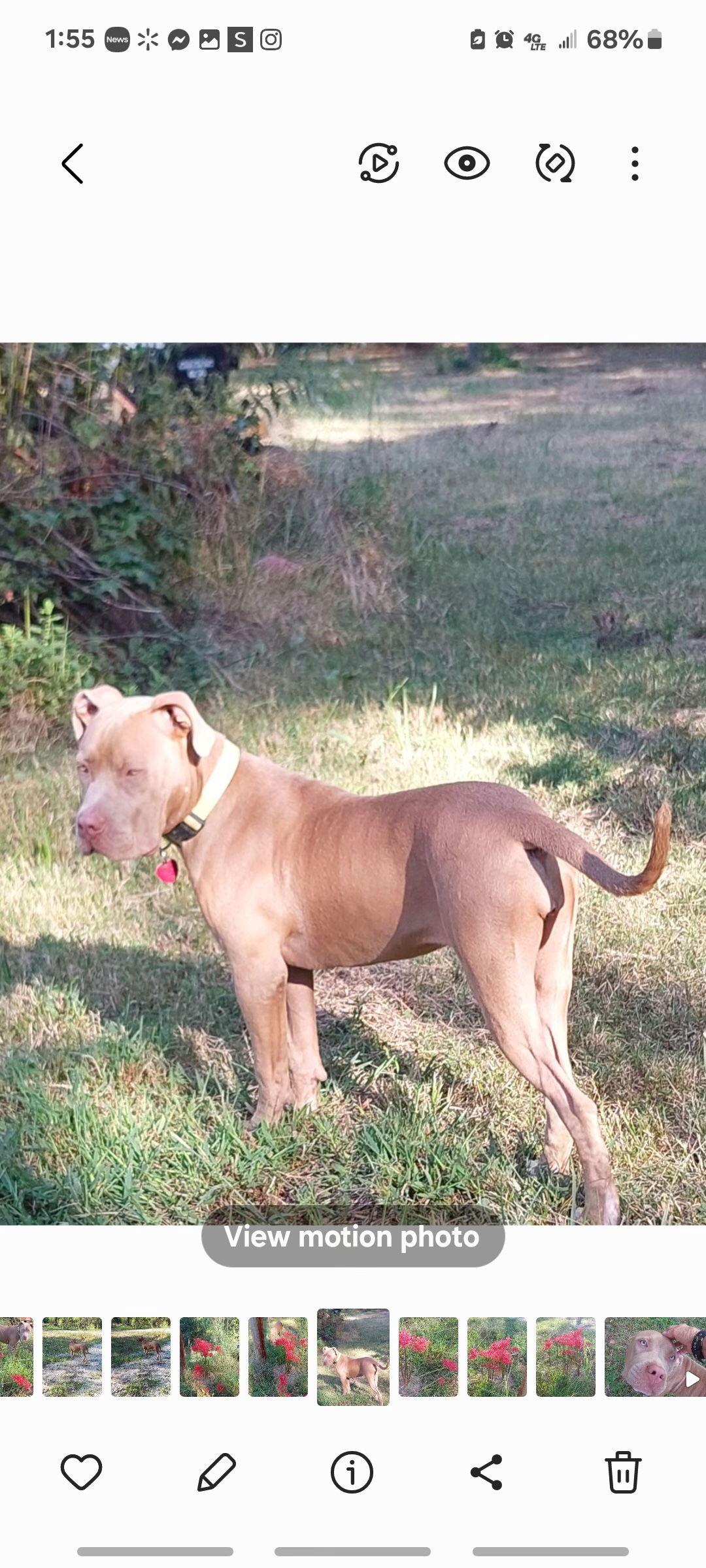 Thelma, a Adopted Pit Bull Terrier in Texarkana, TX image 3/3