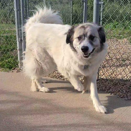 Thor, ADOPTABLE, Adult Male Great Pyrenees.