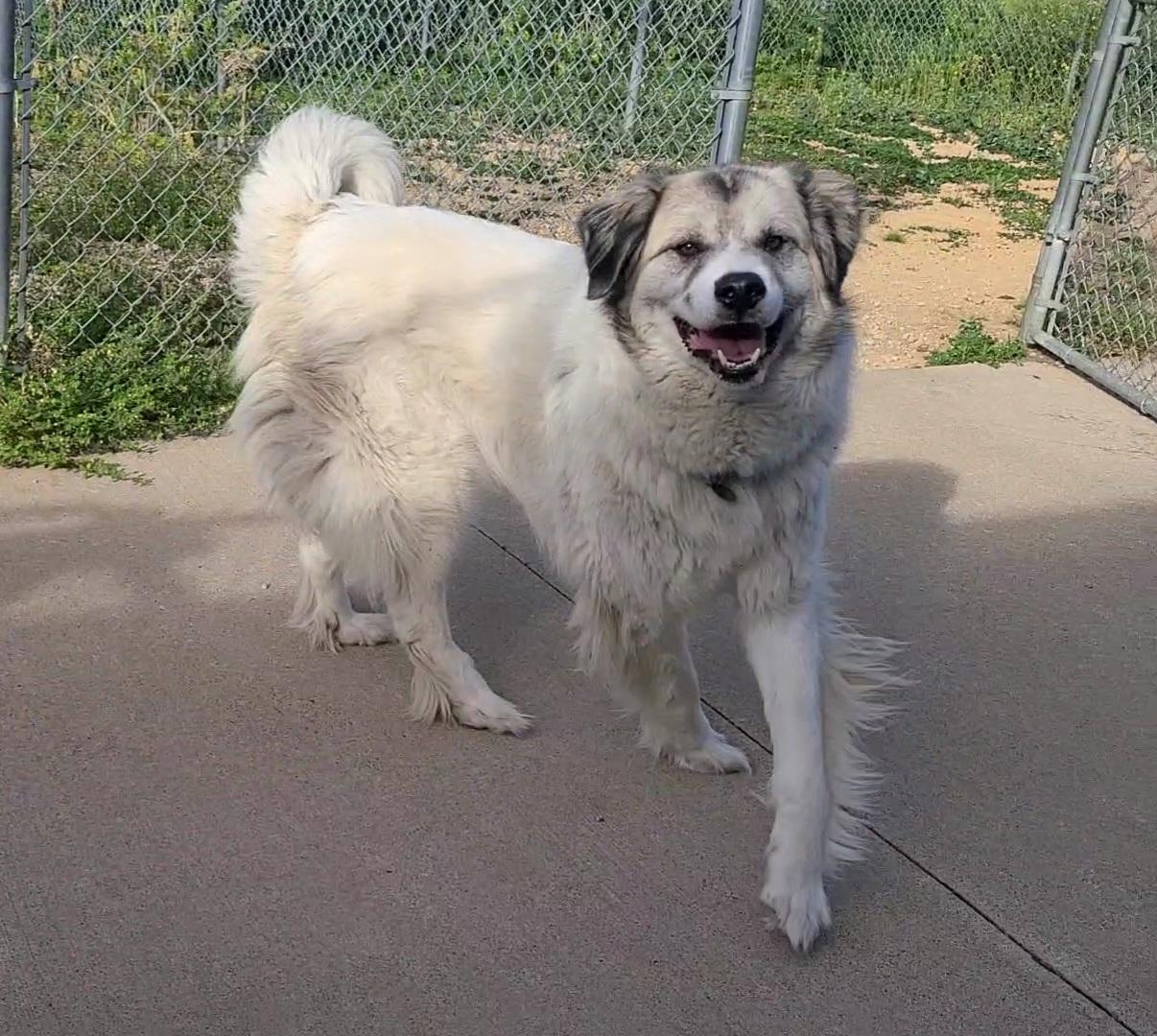Thor, a ADOPTABLE Great Pyrenees in Elizabeth, IL image 2/2