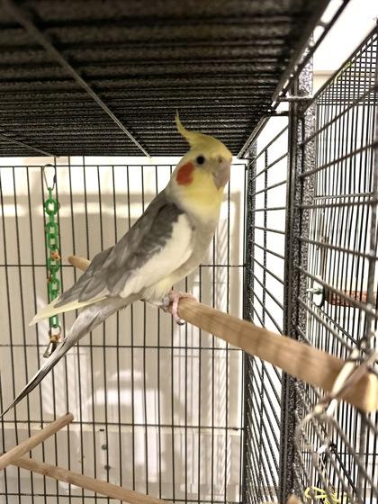 Bruno, Adult Male unknown