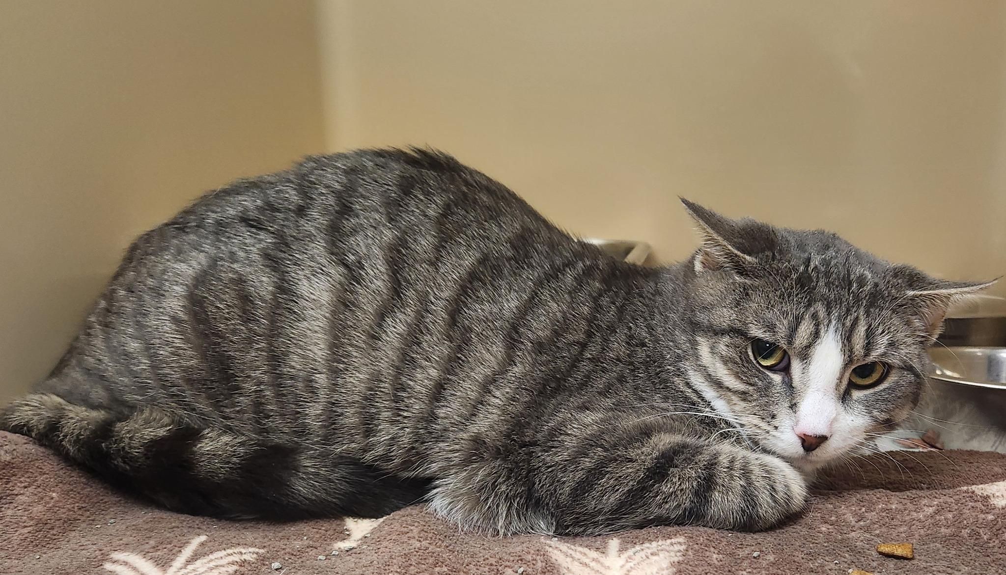 Enlarge Tater, a ADOPTABLE Domestic Short Hair in Clayton, NJ image 1/1