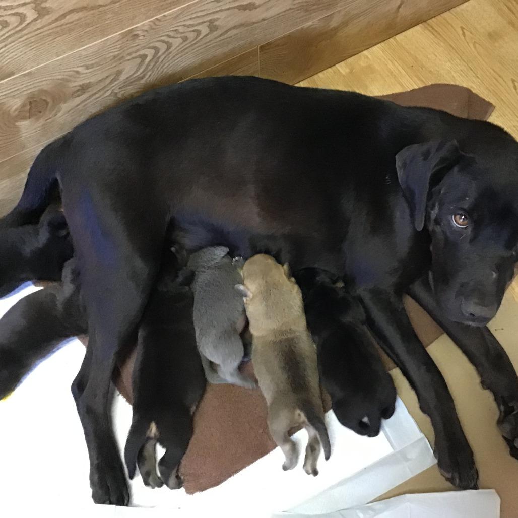 Nisha, Adoptable, Puppy Female Black Labrador Retriever & Rottweiler.