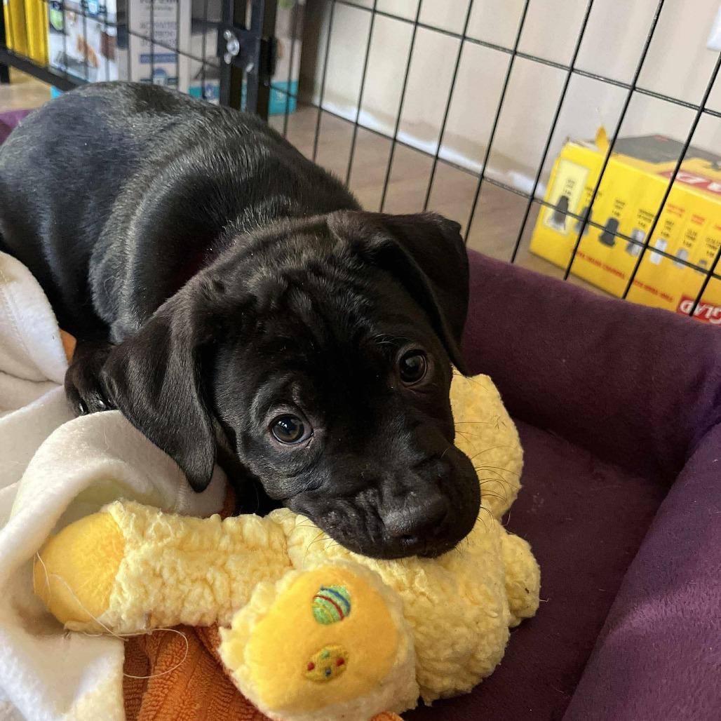 Nisha, a Adoptable mixed breed in Calgary, AB image 2/3