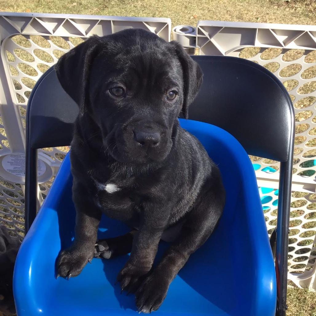 Nisha, a Adoptable mixed breed in Calgary, AB image 3/3