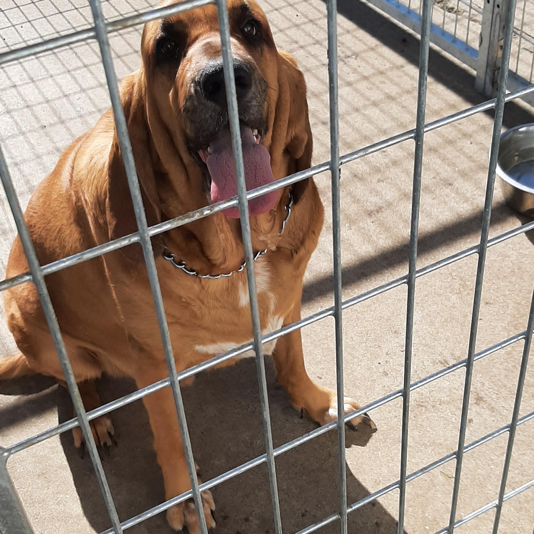 Enlarge Blu, a Adopted mixed breed in Mount Carroll, IL image 2/2