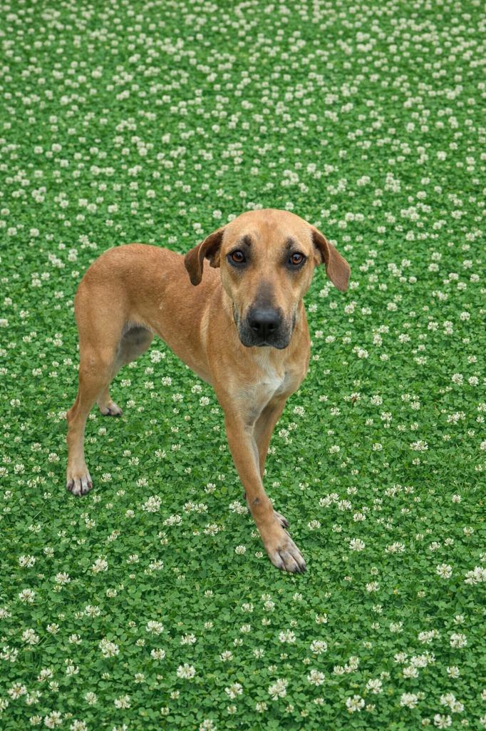 Cagney, Adoptable, Young Female Black Mouth Cur.