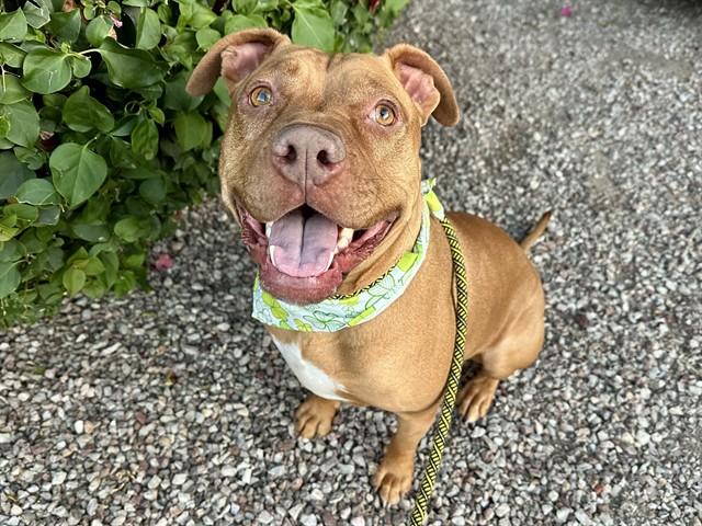 RAE, Adoptable, Young Female Pit Bull Terrier & Mixed Breed.