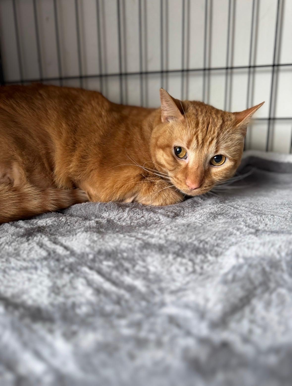 Auggie, Adoptable, Adult Male Domestic Short Hair.