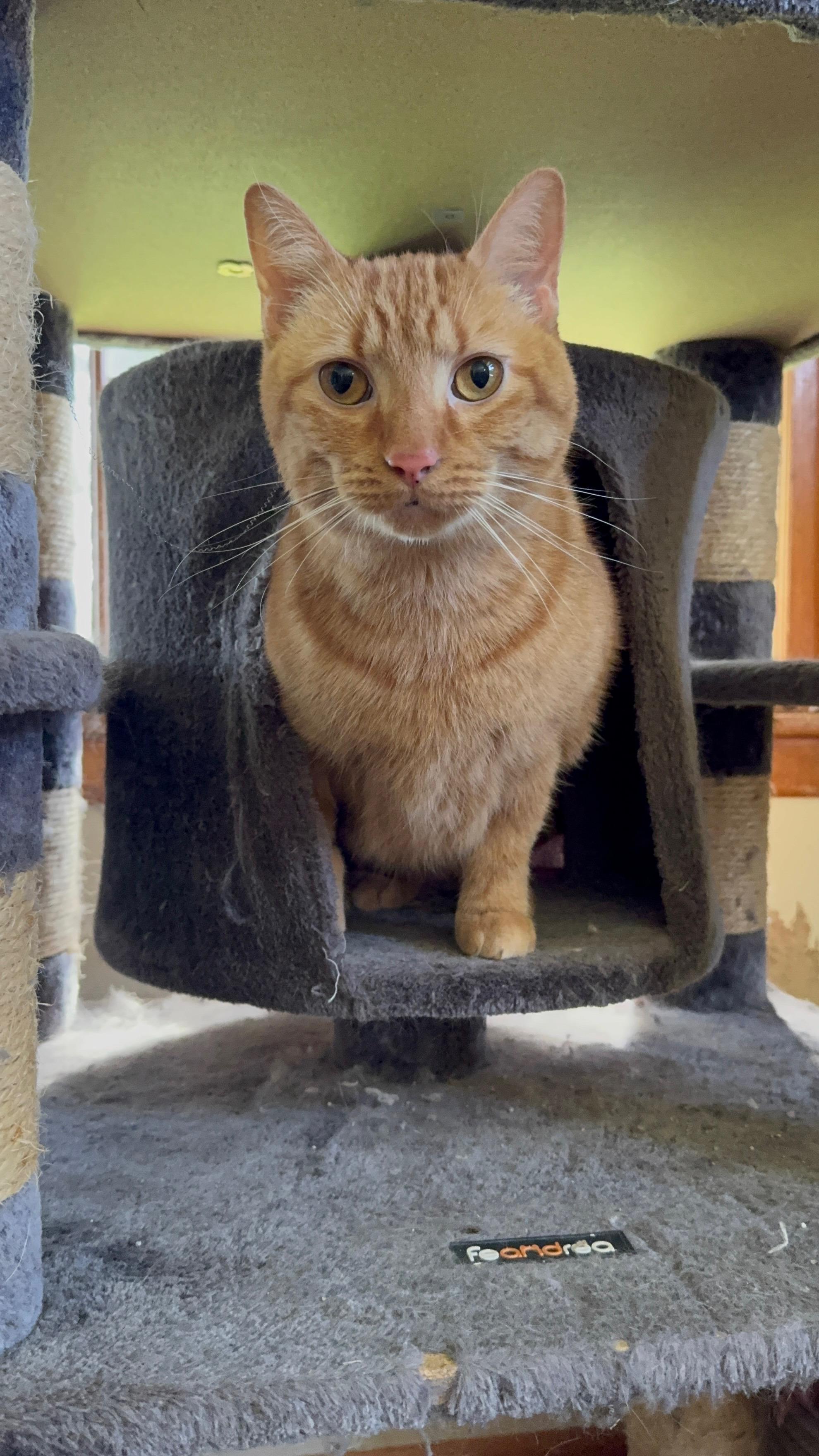 Auggie, a Adoptable Domestic Short Hair in Lynchburg, TN image 2/2