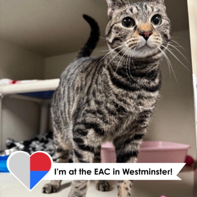 Enlarge Mumble, a Adoptable Domestic Short Hair in Westminster, CO image 1/3