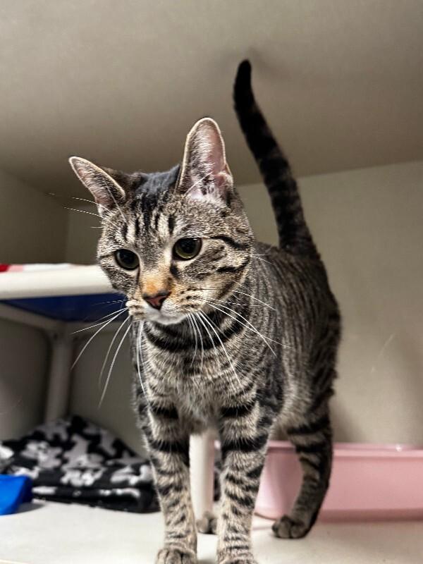 Enlarge Mumble, a Adoptable Domestic Short Hair in Westminster, CO image 2/3