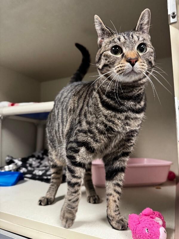 Enlarge Mumble, a Adoptable Domestic Short Hair in Westminster, CO image 3/3